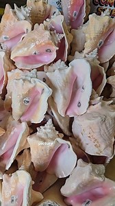 Shell shops & Seashell souvenirs 🐚 #beachvacation #shellshop #seashellsforsale #ethicalshelling #shells | The Seashell Mermaid