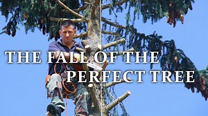 Experience the Fall of Tree with Pefect Clipping Art