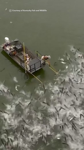 Managing the Invasive Asian Carp Threat in Kentucky Waterways