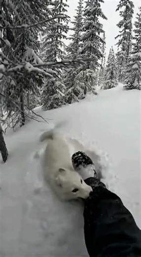 Incredible White Fox Rescue Mission in the Snow
