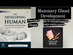Mammary Gland Development in 3 minutes // easy simple flowchart // Embryology
