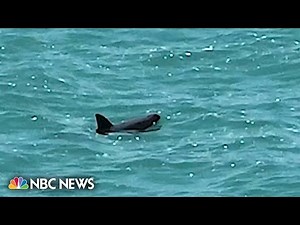 Mexico’s endangered vaquita porpoises are holding on in the Gulf of California