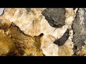 Micronized Zeolite and Its Therapeutic Benefits