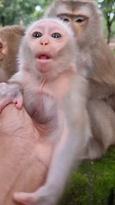 Clever baby monkey Jacee smacking Lip so cute | Monkey Care