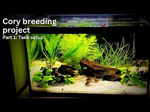 Corydoras catfish breeding project: Cory tank setup