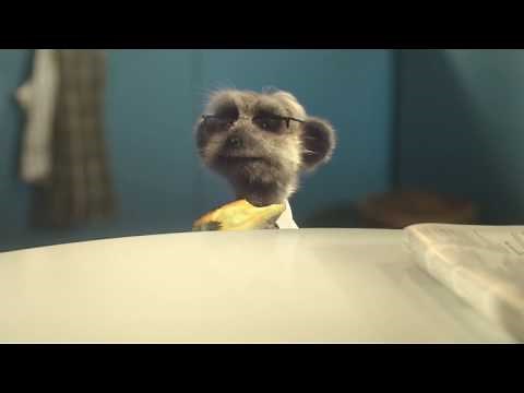 Compare the Market - Meerkat Office butter bandit TV Commercial 2016