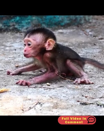 A Newborn Monkey’s Painful Reality | Stone Monkey