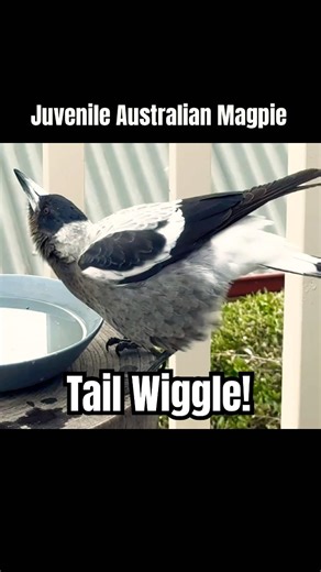 Baby Magpie Makes The Cutest Sound #magpie #wildlife