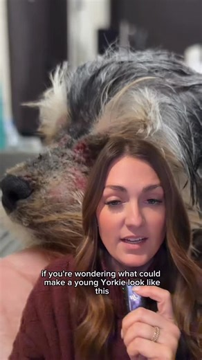 Molly Brinkmann, DVM | Veterinarian on Instagram: "Check out part 2 to see how I treated her! 🦠 Demodex in dogs—sounds scary, but here’s the deal: Most dogs already have Demodex mites living in their skin. Totally normal. Problems happen when the immune system lets those mites throw a party. 🎉 ✨ Key things to know: • Not contagious to other pets or people • Not caused by being “dirty” • Often shows up as patchy hair loss, especially on the face • Very treatable especially when caught early and
