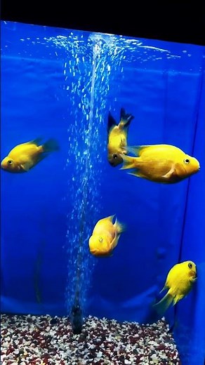 🌟 Golden Beauty in Motion! 🐠💛 Watch this stunning yellow goldfish glide gracefully in its aquarium!