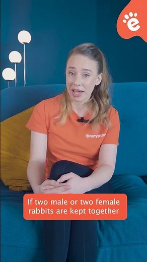 To spay or neuter your rabbit? That’s the question!