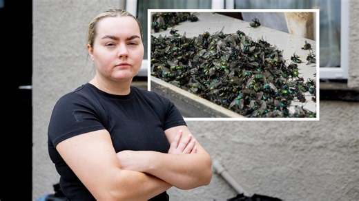 322K views · 1.5K reactions | Flies infestation at Housing Executive flats after body of elderly man lay undiscovered for several weeks https://tinyurl.com/4kszpavu | Belfast Telegraph | Facebook