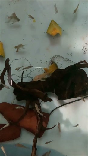 I Gave Pumpkin to My Pleco 😱 Look What Happened!