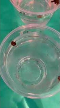 Video 3 - Daphnia Magna - Control and all Concentrations of Silver and Copper Nanoparticles Studied