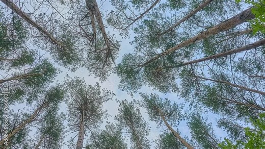 Pinus sylvestris, Scots, Scotch or Baltic pine, is tree in pine family Pinaceae that is native to Eurasia, ranging from Western Europe to Eastern Siberia, south to Caucasus Mountains and Anatolia