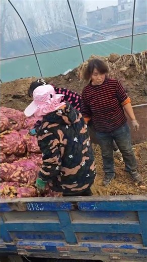 How to store and preserve ginger