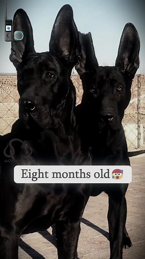 How Anubis grew up！#dog #dogsoftiktok #blackdog #chinesecresteddogDog
