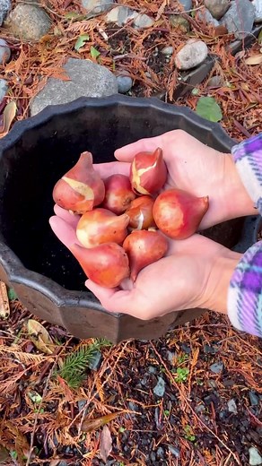Are you planting a lasagna bulb garden this fall? 🌸Lasagna planting (layering) creates a beautiful display of spring blossoms by planting early, mid, and late blooming varieties in layers. The bulbs are planted at proper depths for each variant with the latest blooming at the bottom layer. This method originated from the Netherlands, developed by Dutch bulb mavens or experts. ✅ Choose a pot that’s 12 to 15 inches in height. Bottom layer: late blooming tulips, middle: hyacinths, and top: Muscari