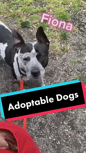 All adoptable at SW WA Humane Society in Vancouver WA 🥰 #humanesociety #shelterdogs #adoptable