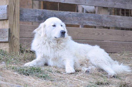 Great Pyrenees Weight: Growth Curve and Average Weights