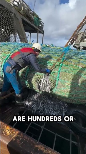 How Giant Fishing Ships Catch Tons of Fish in the Ocean!