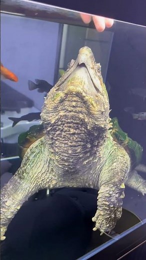 The alligator snapping turtle is slow and sluggish! #TurtleCareDaily