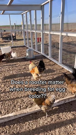 Importance of Roosters in Breeding for Egg Color