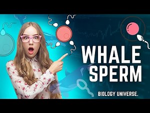 Sperm collection from whale for reproduction.