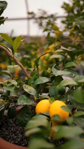 Rooted in place, crafted with purpose. Every harvest at Oakdale Farm tells the story of Keswick’s dedication to sustainability and flavor that begins right here at home: https://www.keswick.com/ #KeswickHall | Keswick Hall | Facebook