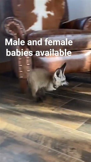 fennec kit babies for sale.​#fennecfox #fennec #foxes WhatsApp: +1 305-209-6081​#exoticpet #foxkit