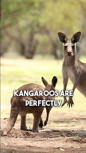 Kangaroo's Habitat in Australia