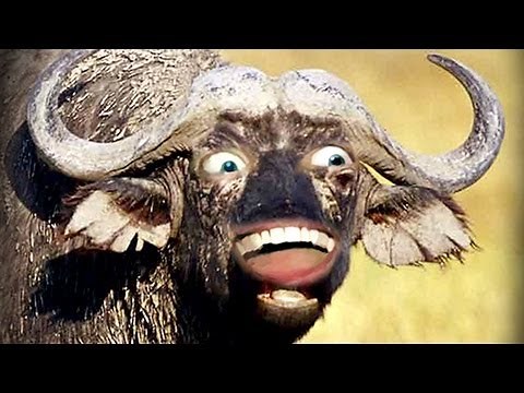 BUFFALO BUFFALO BUFFALO BUFFALO BUFFALO BUFFALO BUFFALO