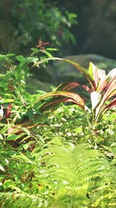 A lush green forest filled with lots of plants