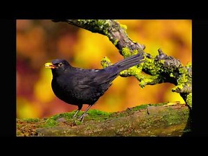 Śpiew kosa. Dźwięk śpiewu kosa. Samica kosa śpiewa. Kos śpiewa w lesie. Natura wraz ze śpiewam kosa