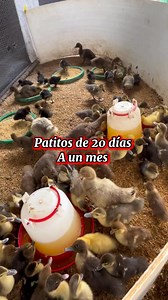 Así es el desarrollo de los patos #patos #agua #crianza #alimentos #reelsvideoシ | Aventuras mad