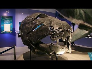 第２章「海から陸へ」 国立科学博物館 特別展 生命大躍進 ─ 脊椎動物のたどった道