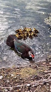 8 comments | Baby ducks are cute and _____________.  #meme #funny #duck | Bryantheceo | Facebook