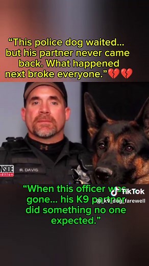Description Option 1 (Recommended) This K9 wasn’t just a police dog… he was a partner, a protector, and family. When tragedy struck, his loyalty proved something powerful — dogs never forget the ones they love. Respect to every K9 officer who protects lives every day. 🐕‍🦺💙 : : : #k9 #policedog #k9officer #loyaldog #k9hero #dogloyalty #emotionalstory #policek9 #herodog #dogsarefamily #k9partner #fyp
