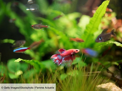 Quels poissons choisir pour débuter un aquarium ?