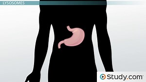 Endocytosis and Exocytosis Across the Cell Membrane - Video | Study.com