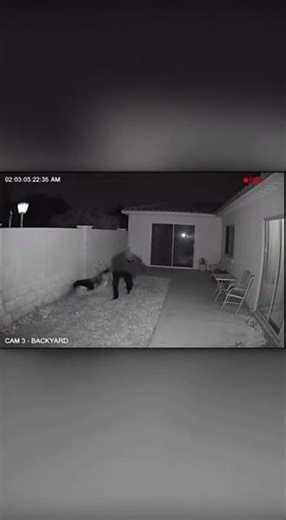 Security Cam Captures Guard Dog Taking Down Intruder in Seconds