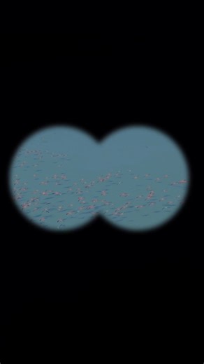 COME SEE OUR FAMOUS FLAMINGOS AT FLAMINGO POND! 🦩 Did you know that a groundbreaking 2024 scientific study counted 5,303 American Flamingos across TCI - and over half of them call North Caicos' Flamingo Pond home? Visit our viewing platform at Flamingo Pond, we have the binoculars! Scan the wetlands from our lookout point. If you're lucky, you'll spot these magnificent pink birds... but honestly, it's likely you will! This historic aerial census - the first complete flamingo count ever conducte