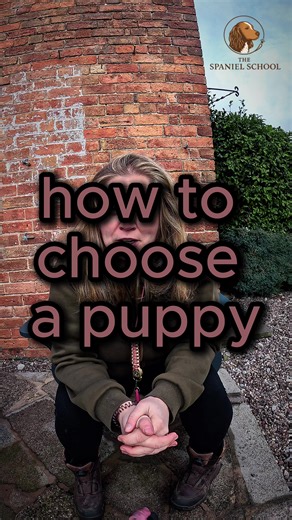 Essential Tips for Choosing a Spaniel Puppy