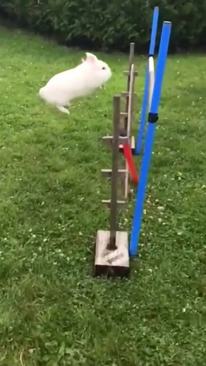 Super rabbit🐰#viral #crazy #challenge #wow #cool #tiktok #xyzbca #ideatimes #oddlysatisfying #petsoftiktok #USA #satisfying #fyp #foryou #fypシ