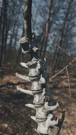 Gerinces fa #dronetatabánya #szentirmai #freedom #vértes #túra #túrázás #kirándulás #kutatás