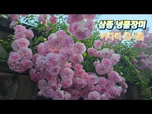 세가지 넝쿨장미