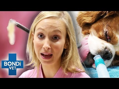 Thick Slimy Material Extracted From Dog's Infected Ear 😨 Bondi Vet