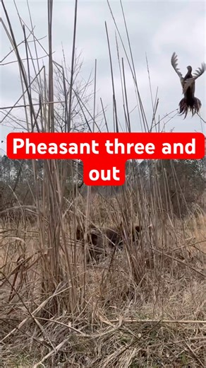 Pheasant hunting over German wirehaired pointer in USA #bartonoutfitters