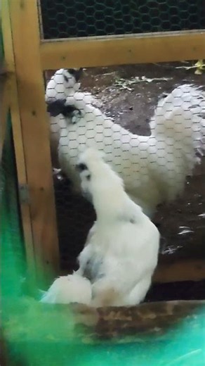 【烏骨鶏】うちの子 9日目 パール＆ライス カタワレがボンドの部屋に脱走💖🐔🐔💖