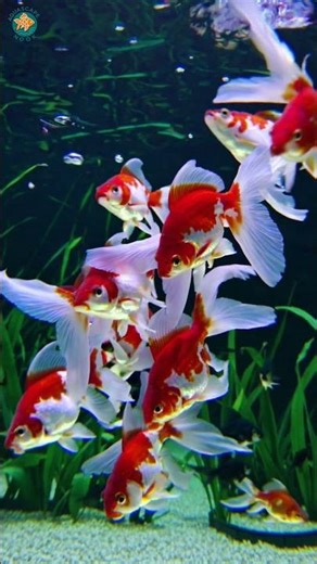 ✨ Synchronized Goldfish Ballet|Graceful Aquatic Dance🐟🎶#fish#betta#goldfish#guppy#shorts#viralvideo